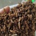 黑水虻，高蛋白，吸收好，动物适口性好，能增强抗病能力