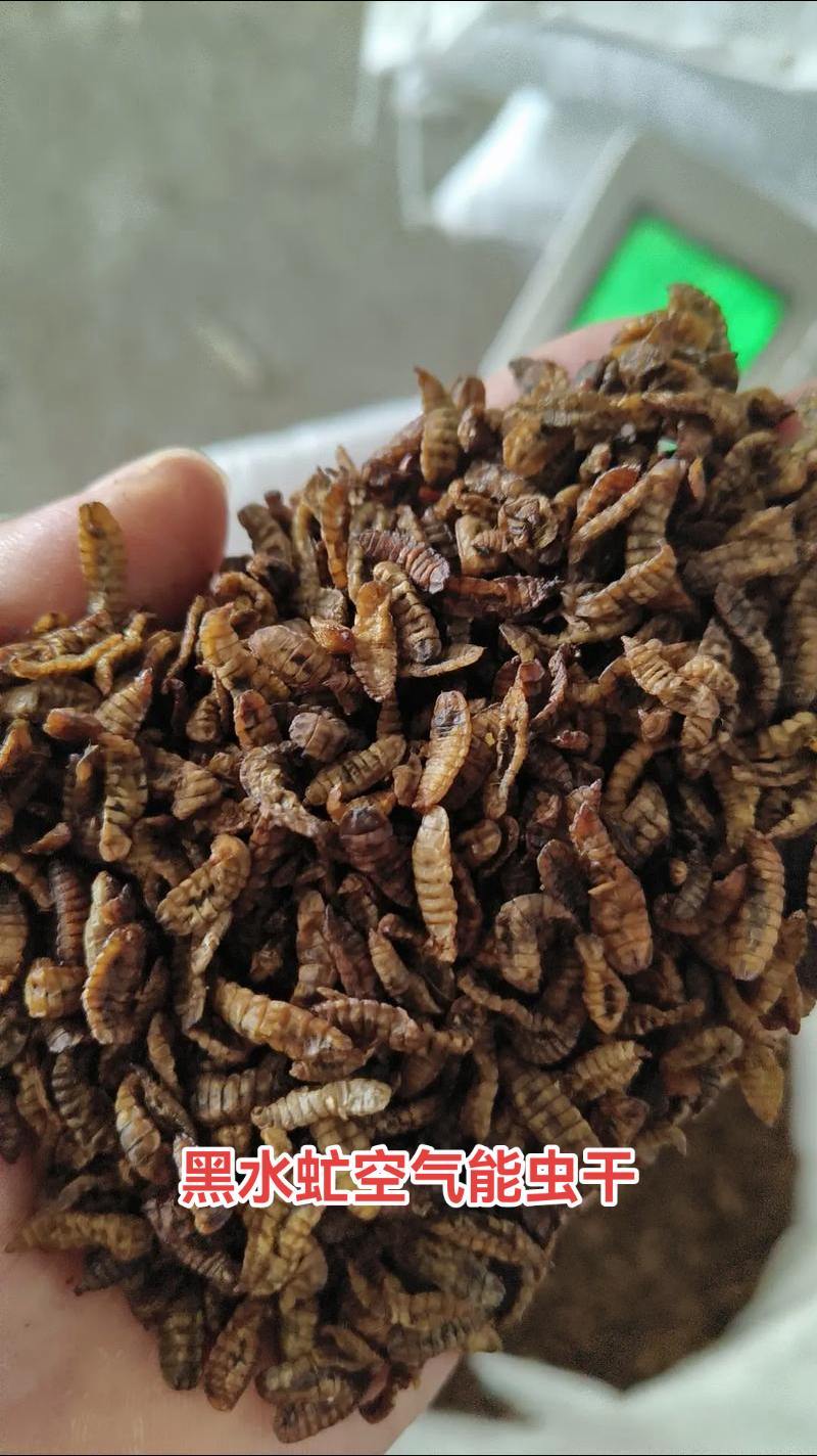 黑水虻，高蛋白，吸收好，动物适口性好，能增强抗病能力