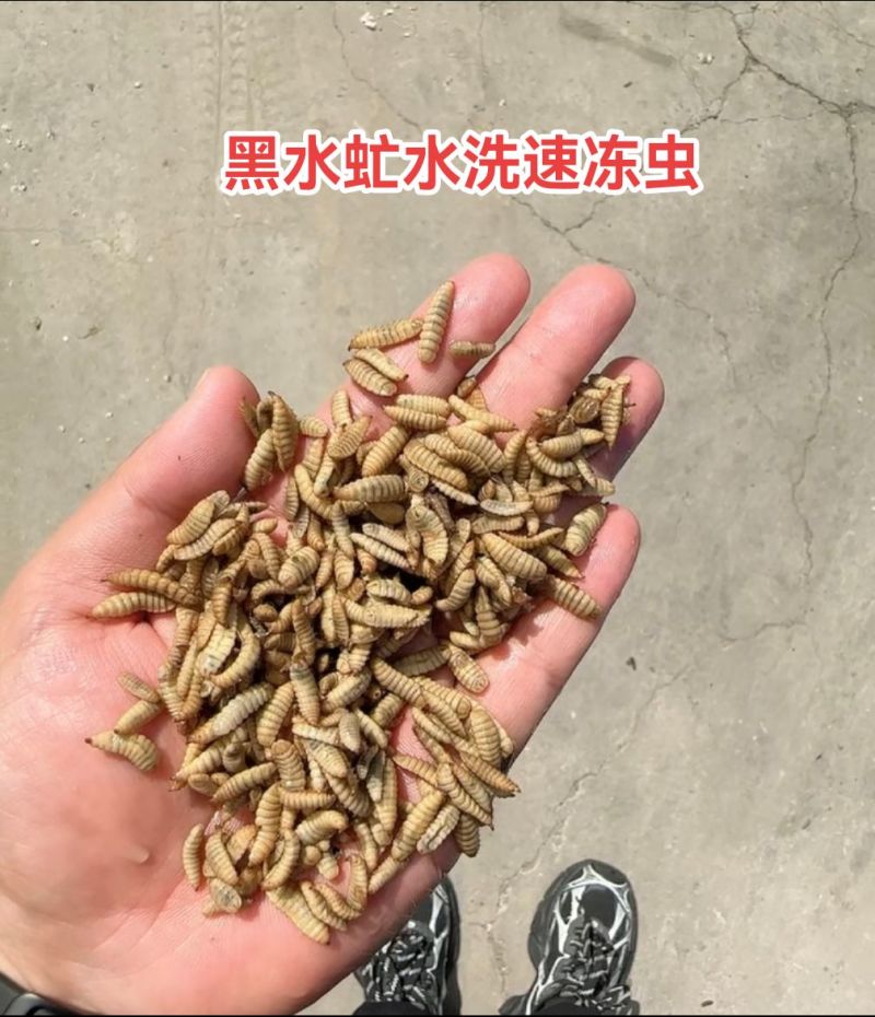 黑水虻，高蛋白，吸收好，动物适口性好，能增强抗病能力