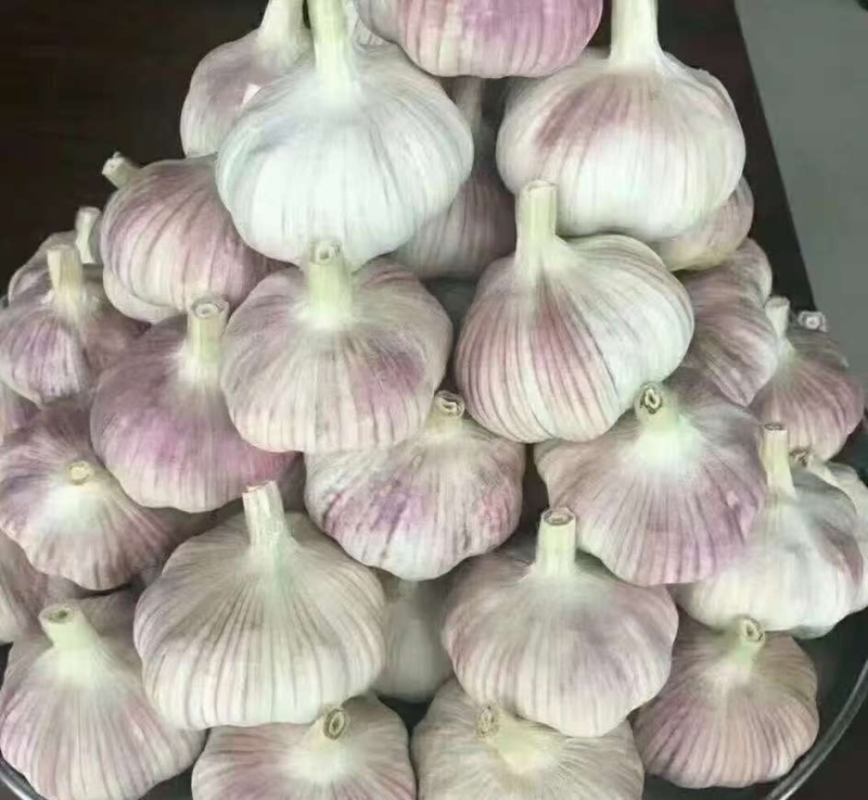 山东精品紫皮大蒜，诚信经营，量大从优