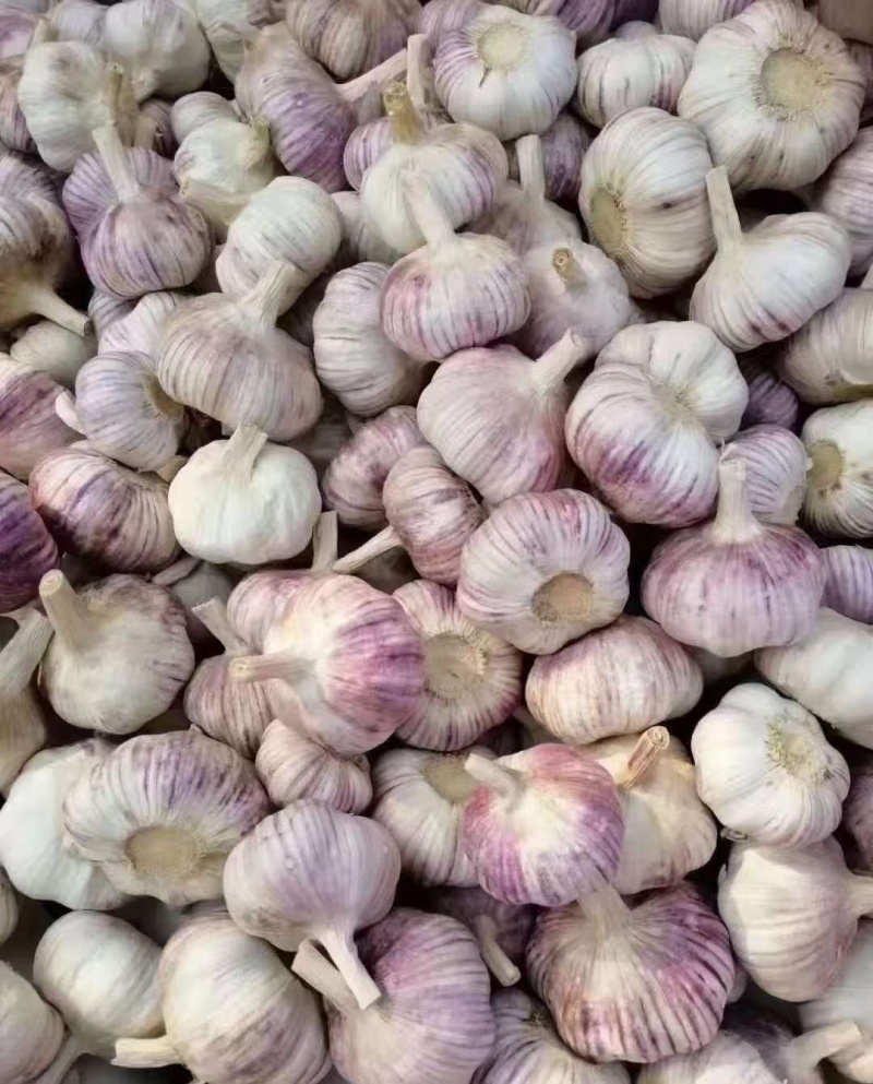 山东精品紫皮大蒜，诚信经营，量大从优