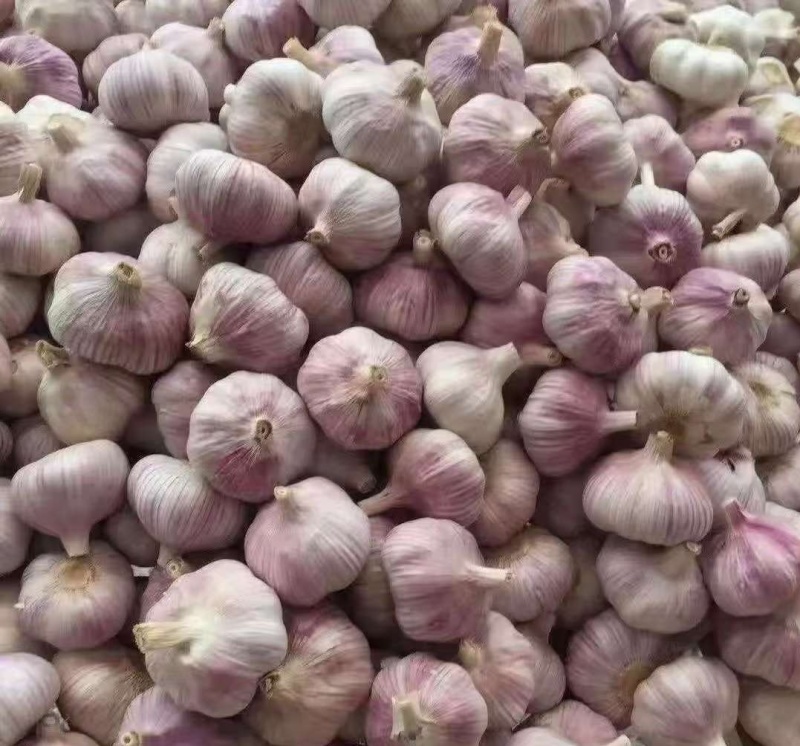 山东精品紫皮大蒜，诚信经营，量大从优
