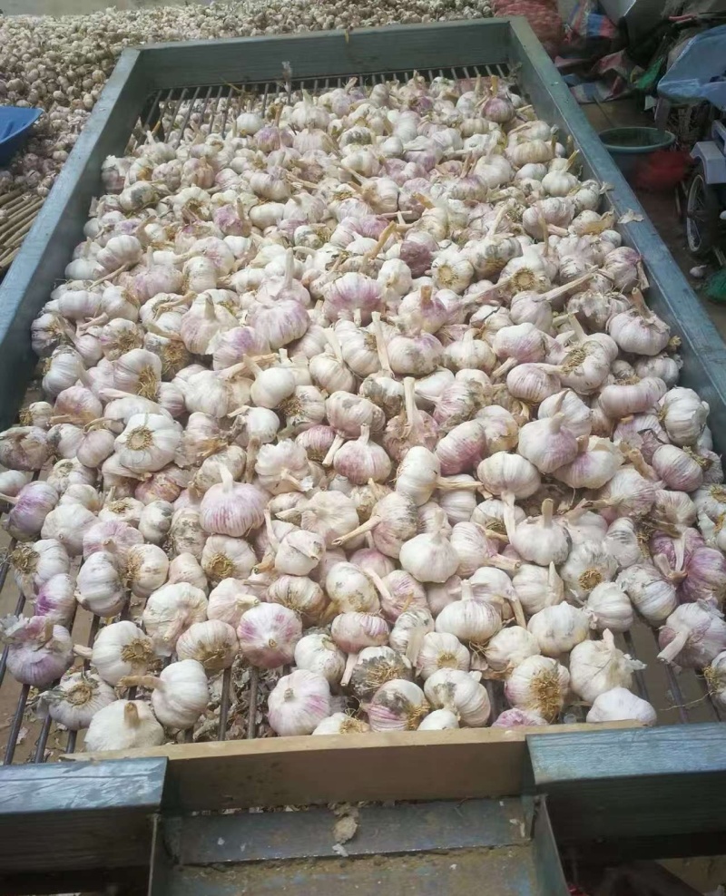 山东精品紫皮大蒜，诚信经营，量大从优