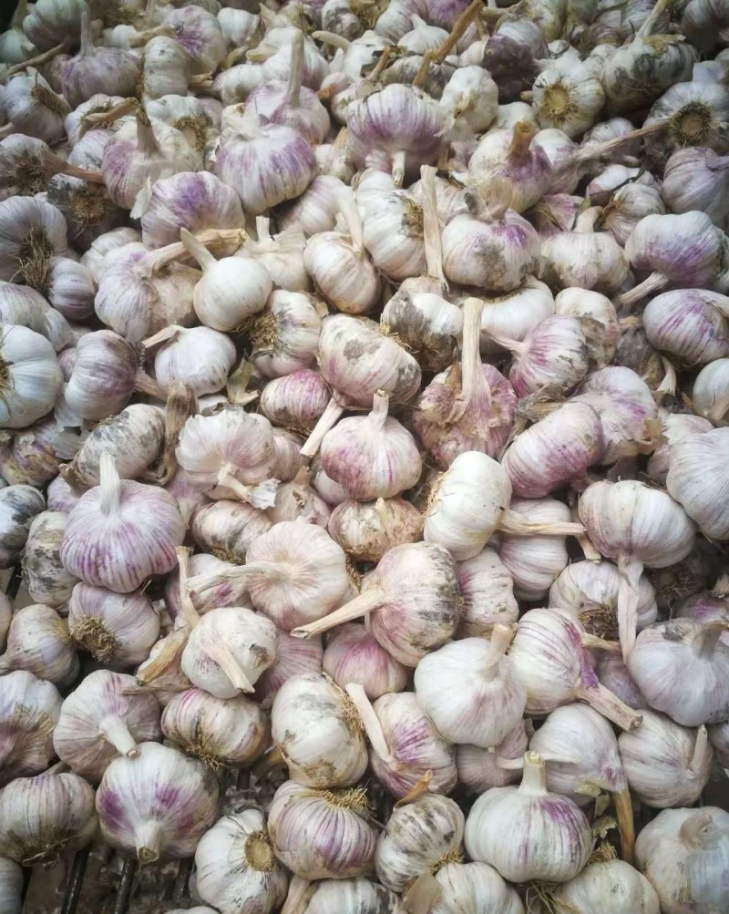 山东精品紫皮大蒜，诚信经营，量大从优