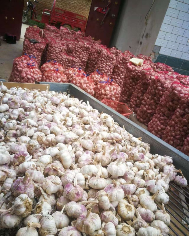 山东精品紫皮大蒜，诚信经营，量大从优