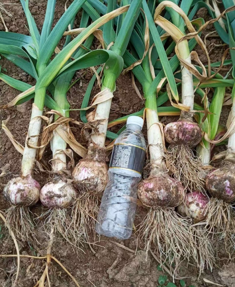 山东精品紫皮大蒜，诚信经营，量大从优
