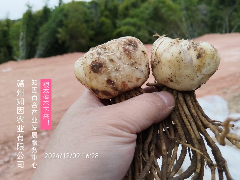 百合/鲜百合/新龙牙/甜百合/药食两用百合
