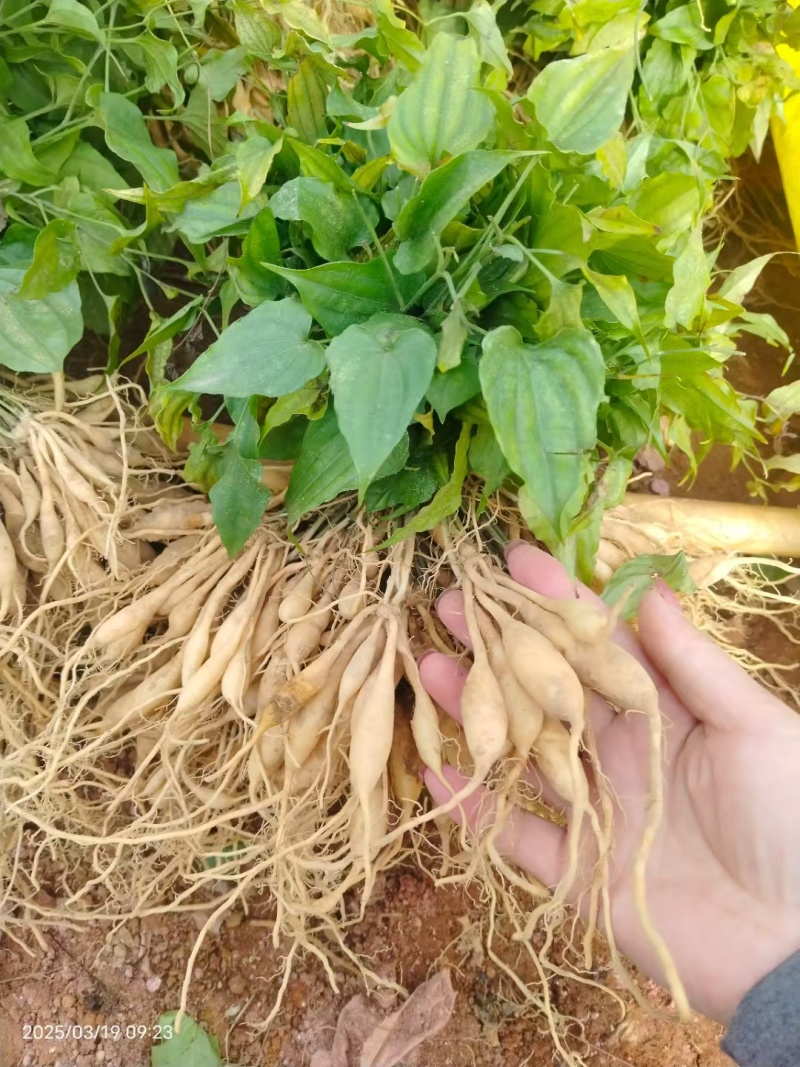 红花百部种苗广西基地直发量大可来电咨询大量供应各种规格