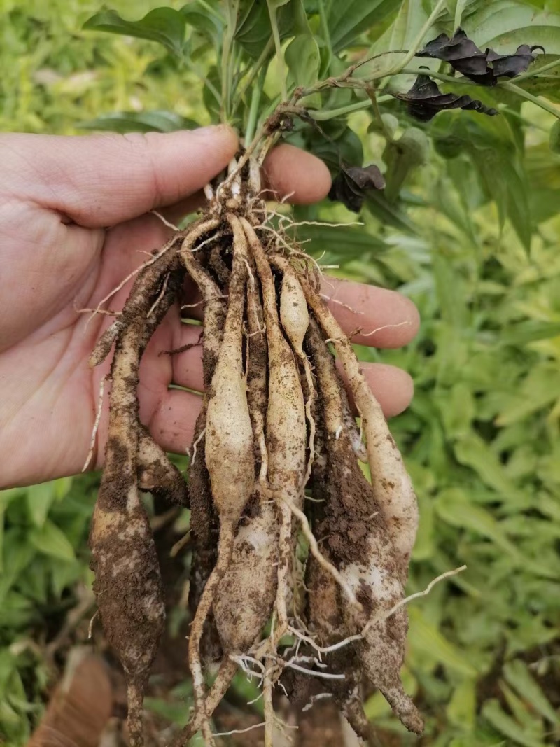 红花百部种苗广西基地直发量大可来电咨询大量供应各种规格