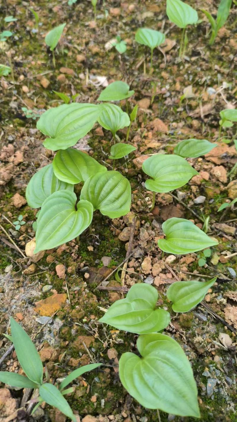 红花百部/大量供应各规格/可来电咨询广西基地直发。