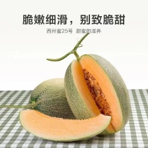 西州蜜二五号哈密瓜网纹甜瓜产地直销