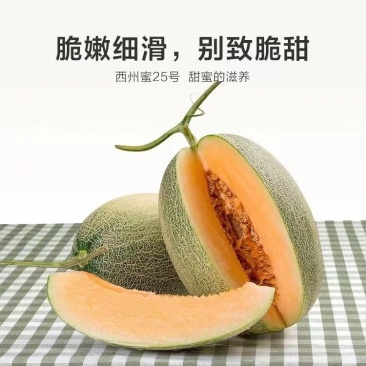 西州蜜二五号哈密瓜网纹甜瓜产地直销