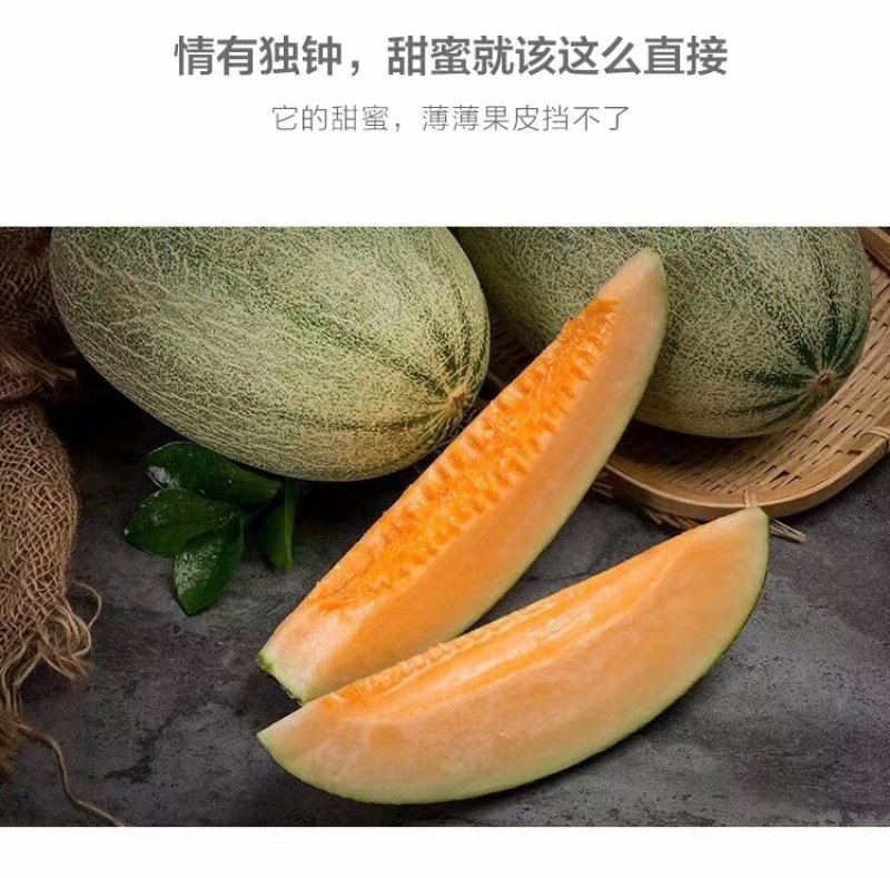 西州蜜二五号哈密瓜网纹甜瓜产地直销