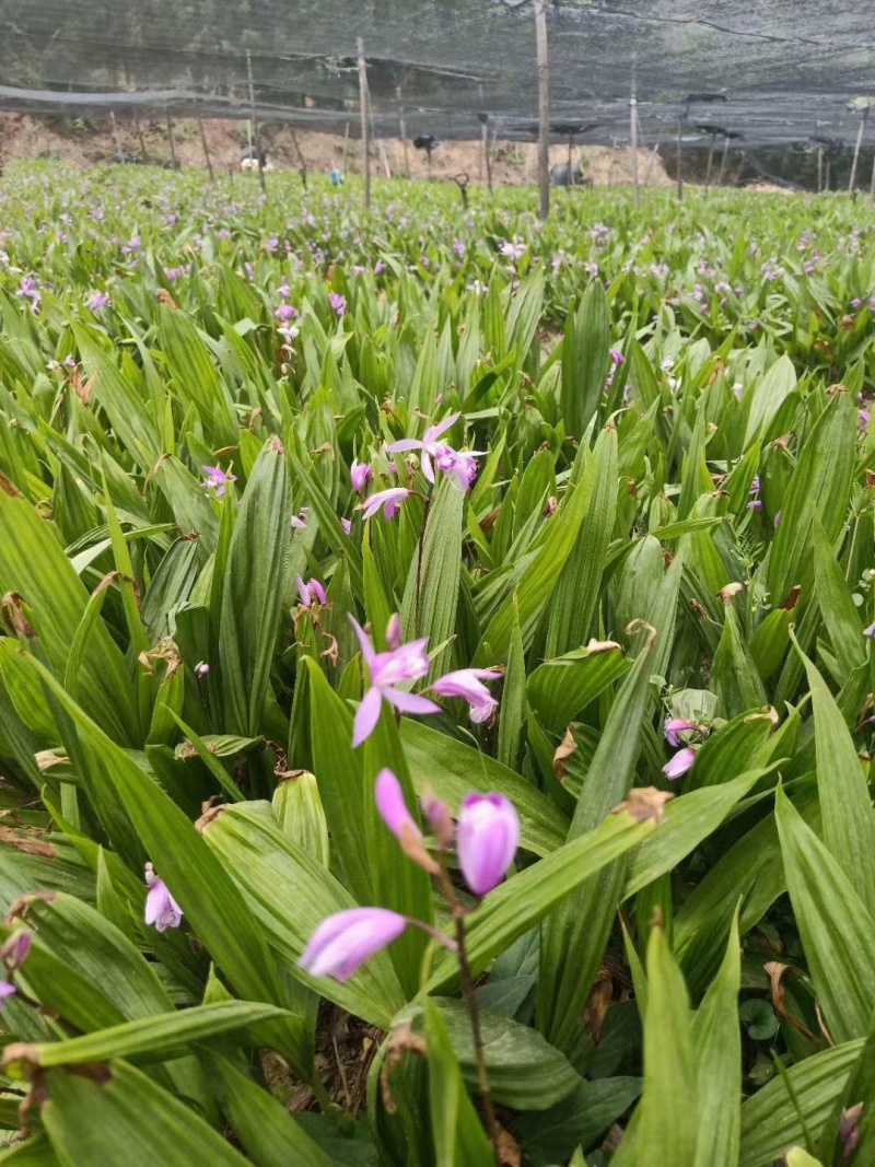 白芨种苗