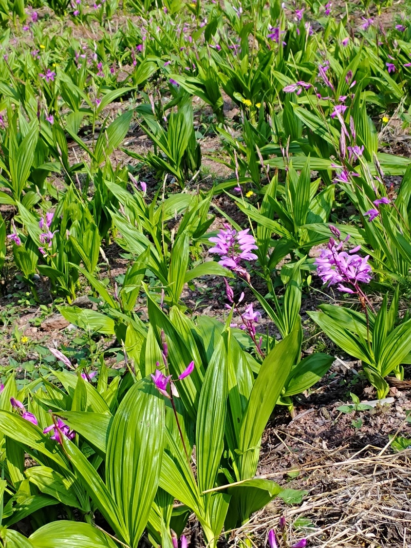 白芨种苗