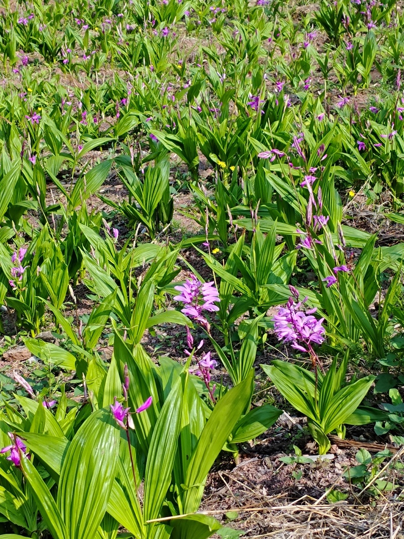 白芨种苗
