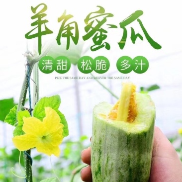 羊角蜜甜瓜山东寿光温室大棚头茬羊角蜜甜瓜