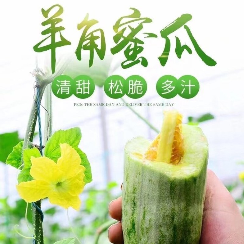 羊角蜜甜瓜山东寿光温室大棚头茬羊角蜜甜瓜