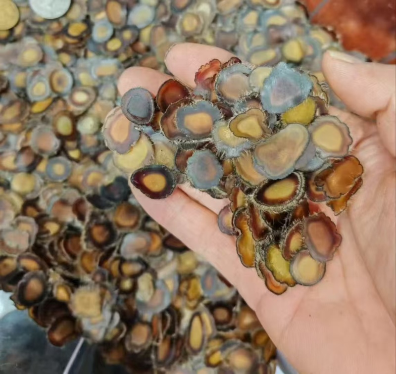 精品鹿茸全蜡片干度十足。货真价实。品质**。