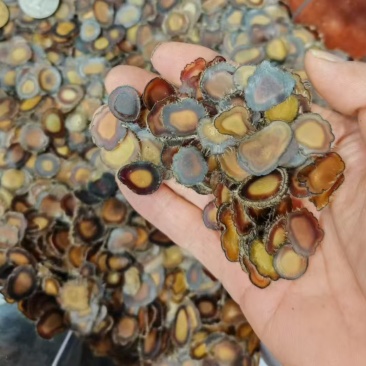 精品鹿茸全蜡片干度十足。货真价实。品质**。