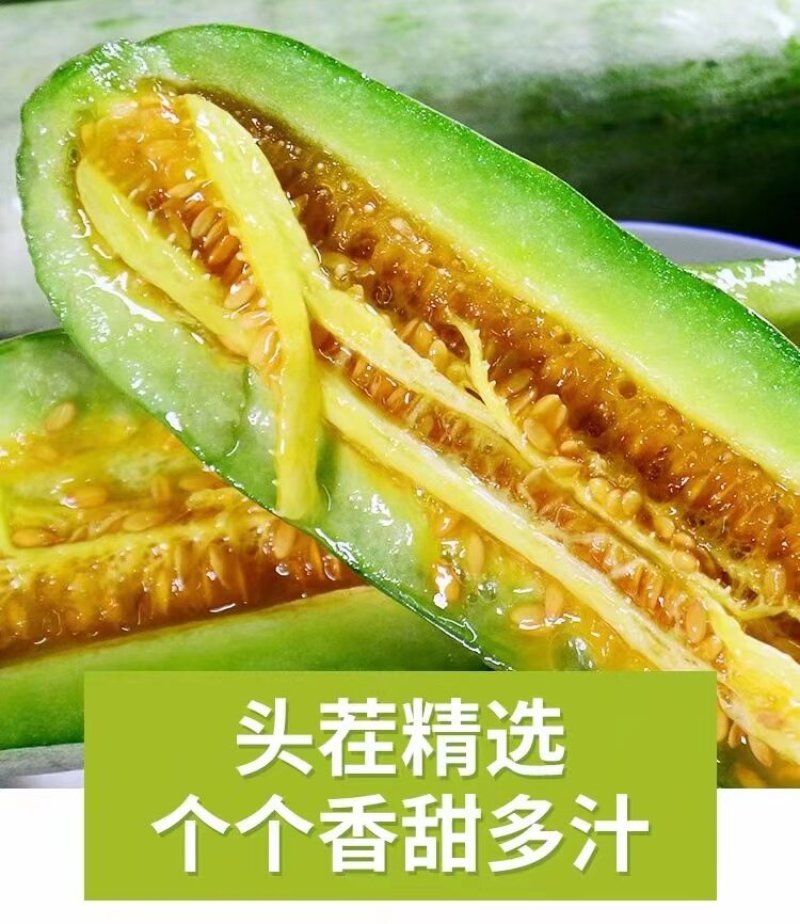 羊角蜜甜瓜山东寿光温室大棚头茬羊角蜜甜瓜