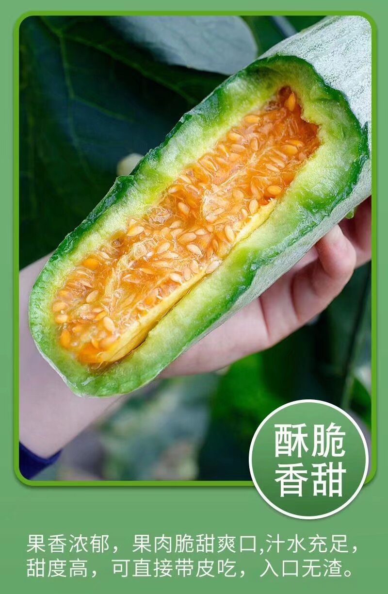 羊角蜜甜瓜山东寿光温室大棚头茬羊角蜜甜瓜