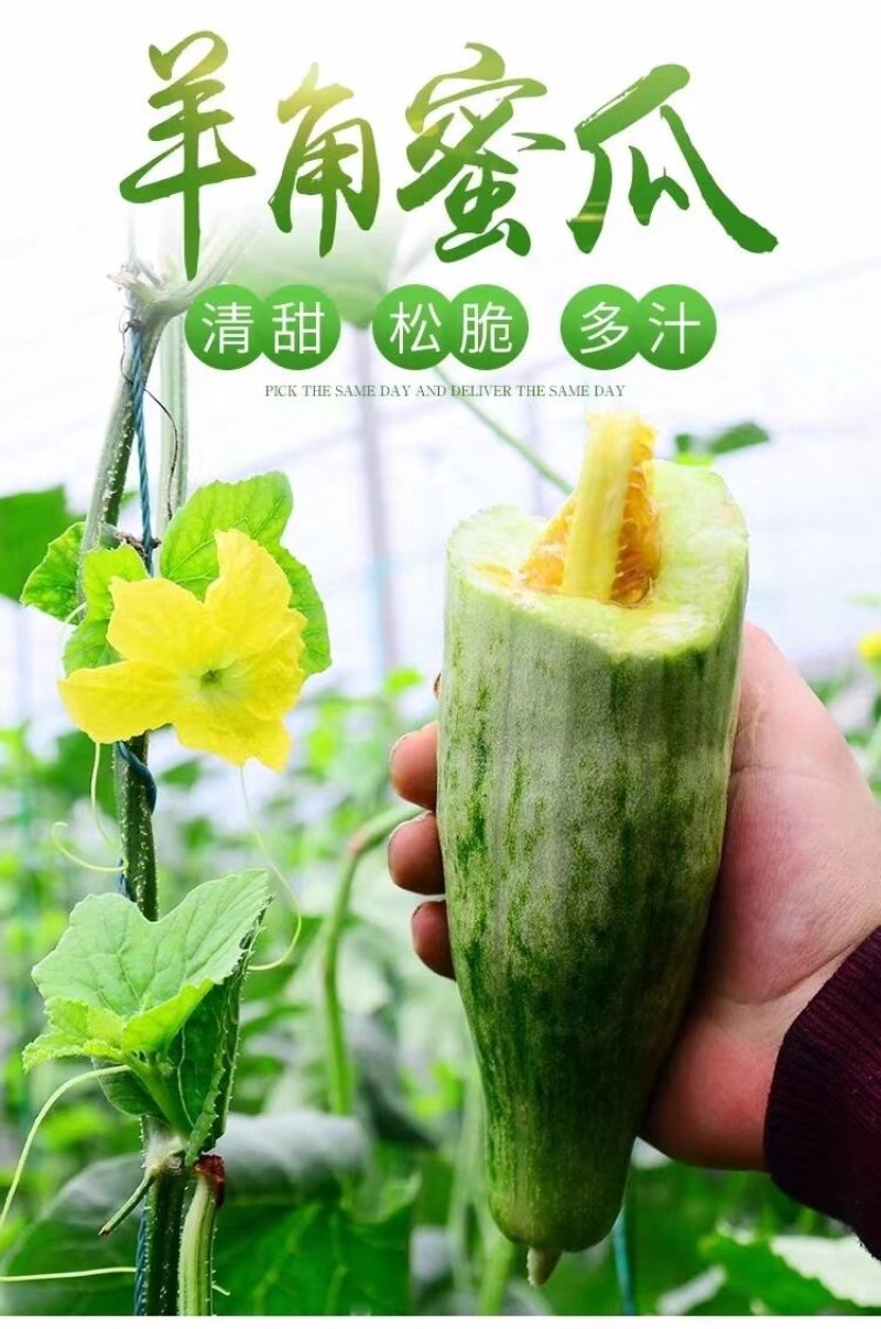 羊角蜜甜瓜山东寿光温室大棚头茬羊角蜜甜瓜