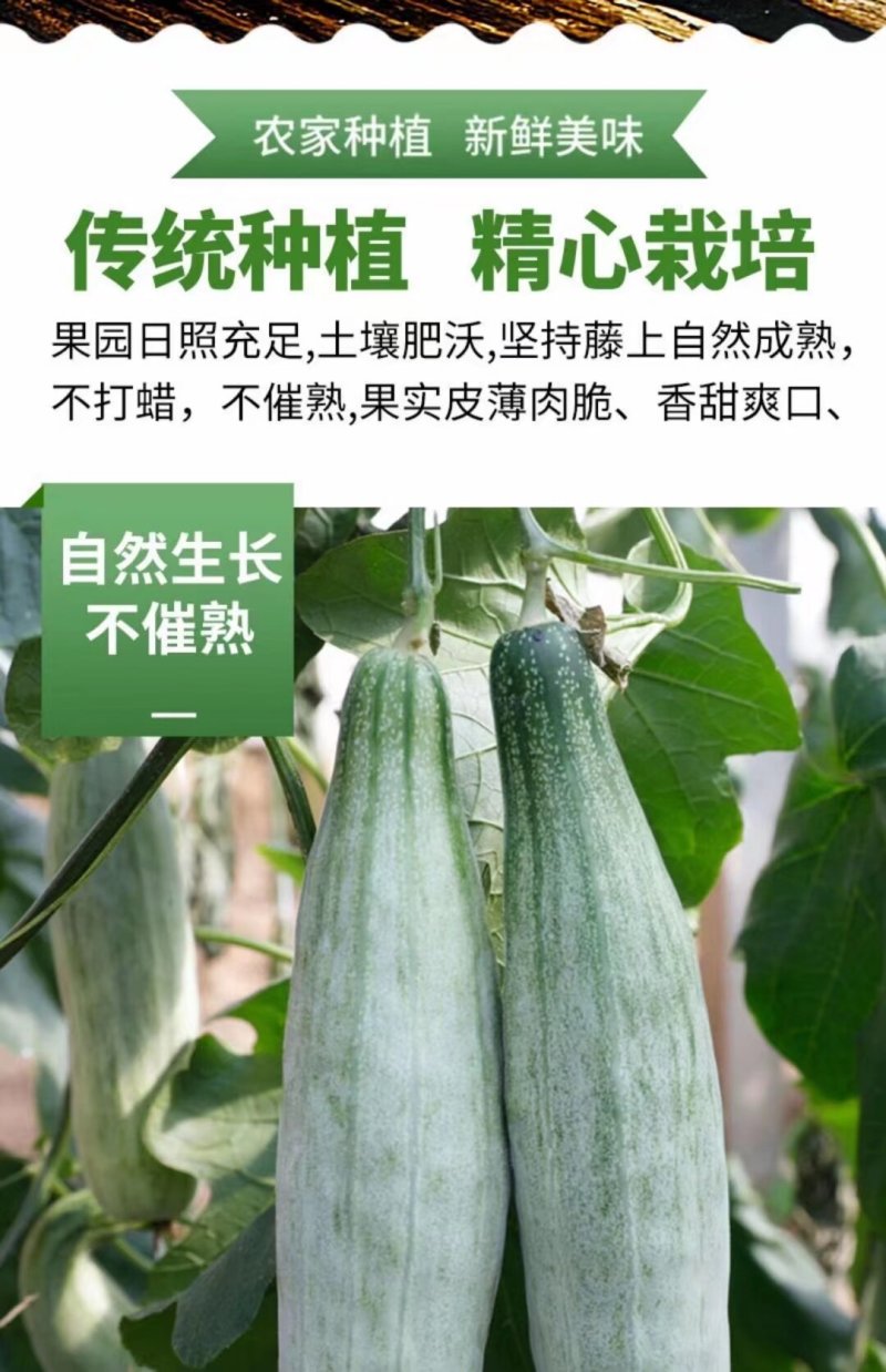 羊角蜜甜瓜山东寿光温室大棚头茬羊角蜜甜瓜
