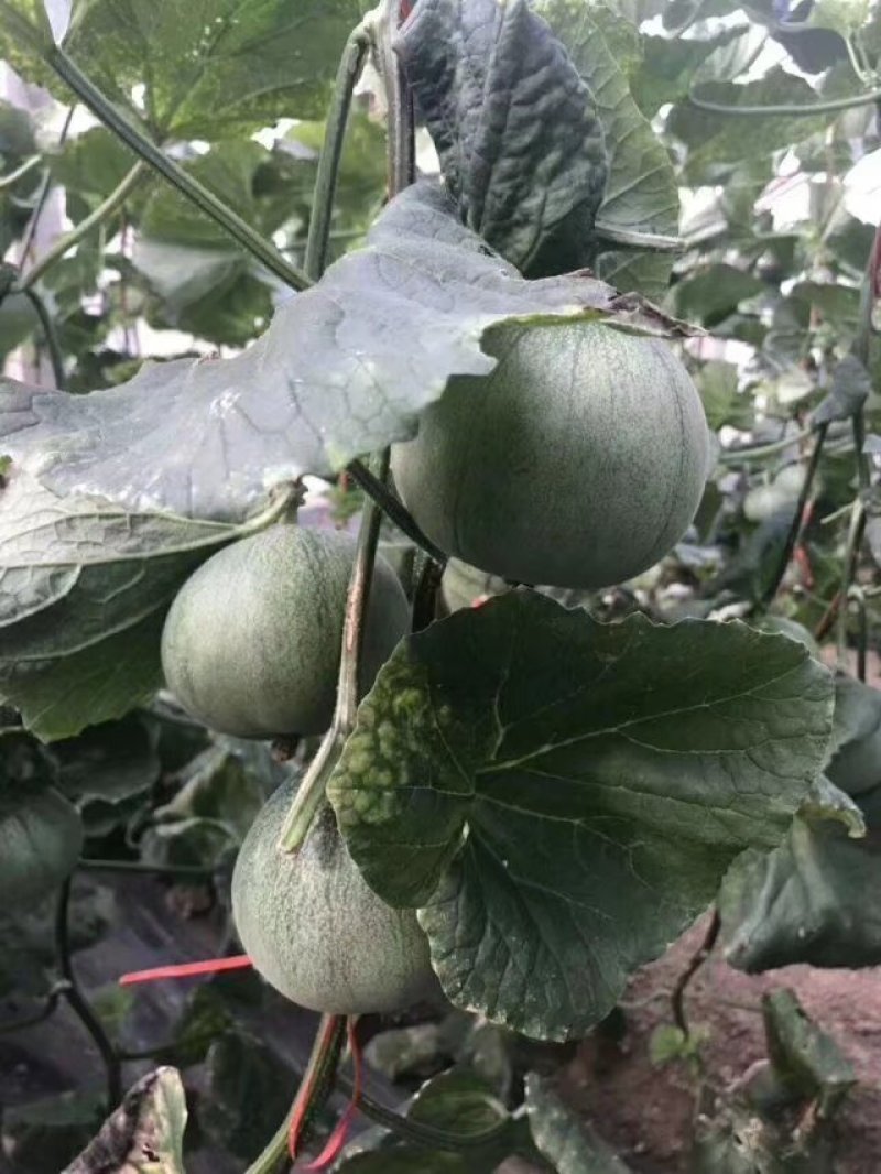 绿宝甜瓜绿宝石甜瓜，产地直发，大量供应