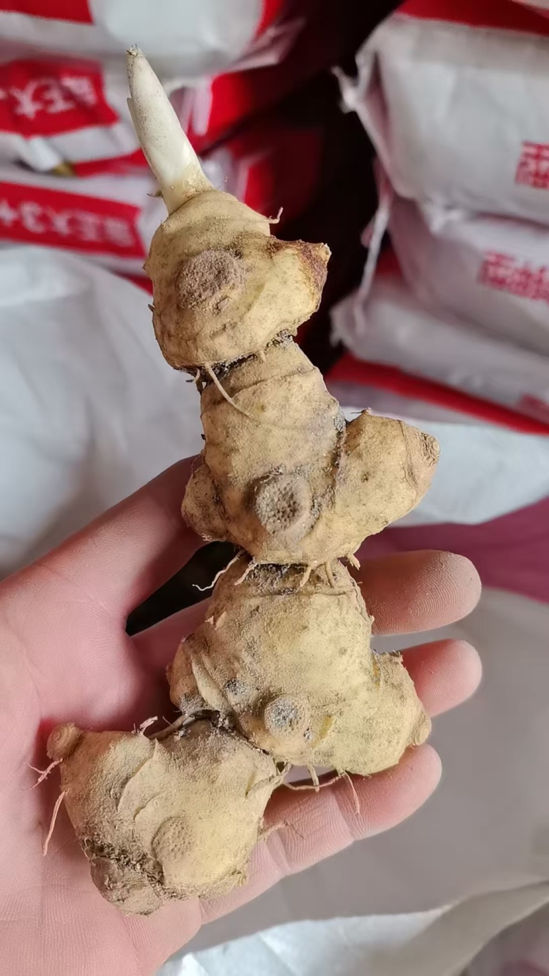 野生黄精/黄精/鲜黄精/姜型黄精/干黄精/多花黄精/