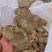 野生黄精/黄精/鲜黄精/姜型黄精/干黄精/多花黄精/