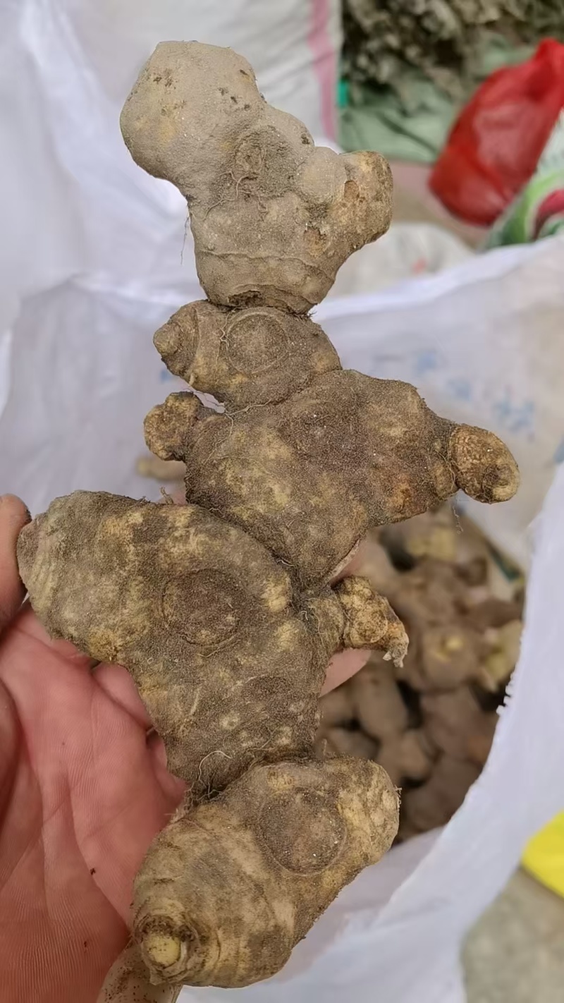 野生黄精/黄精/鲜黄精/姜型黄精/干黄精/多花黄精/