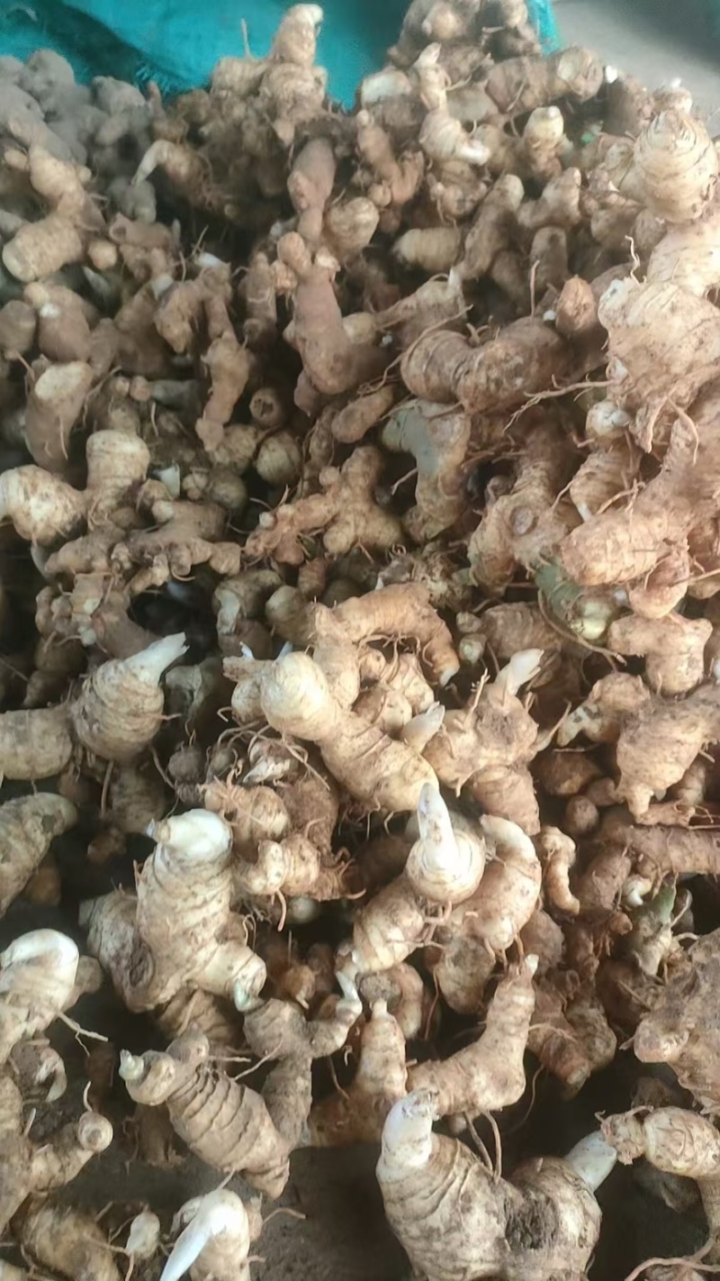 野生黄精/黄精/鲜黄精/姜型黄精/干黄精/多花黄精/
