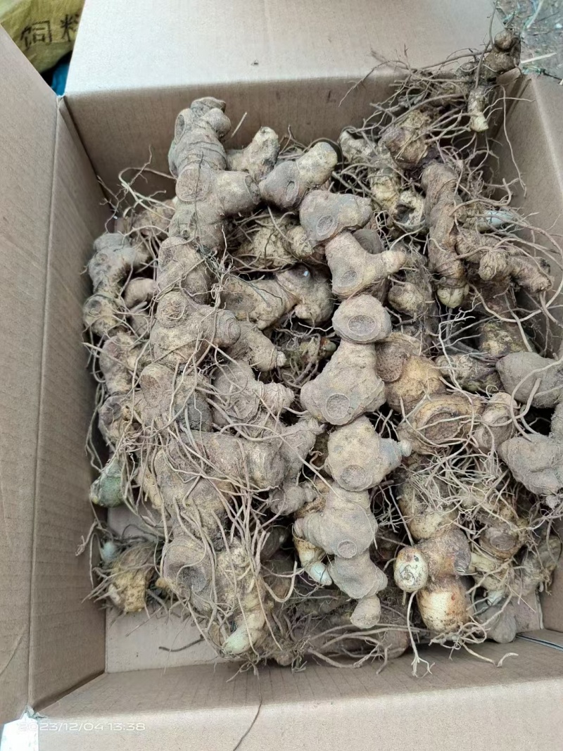 野生黄精/黄精/鲜黄精/姜型黄精/干黄精/多花黄精/
