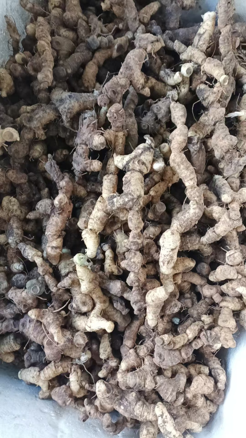 野生黄精/黄精/鲜黄精/姜型黄精/干黄精/多花黄精/