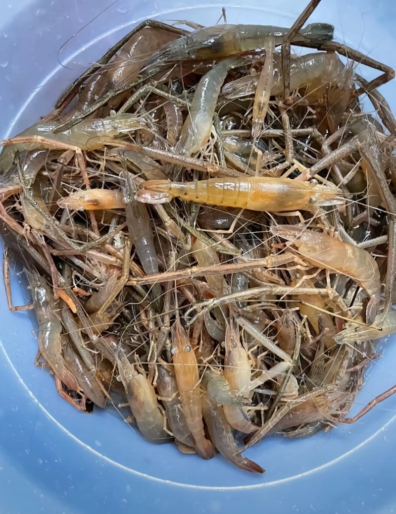 精品河虾大个头多肉，出品做法多样吃过都回头