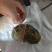 鸡宝2两重