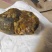 鸡宝2两重