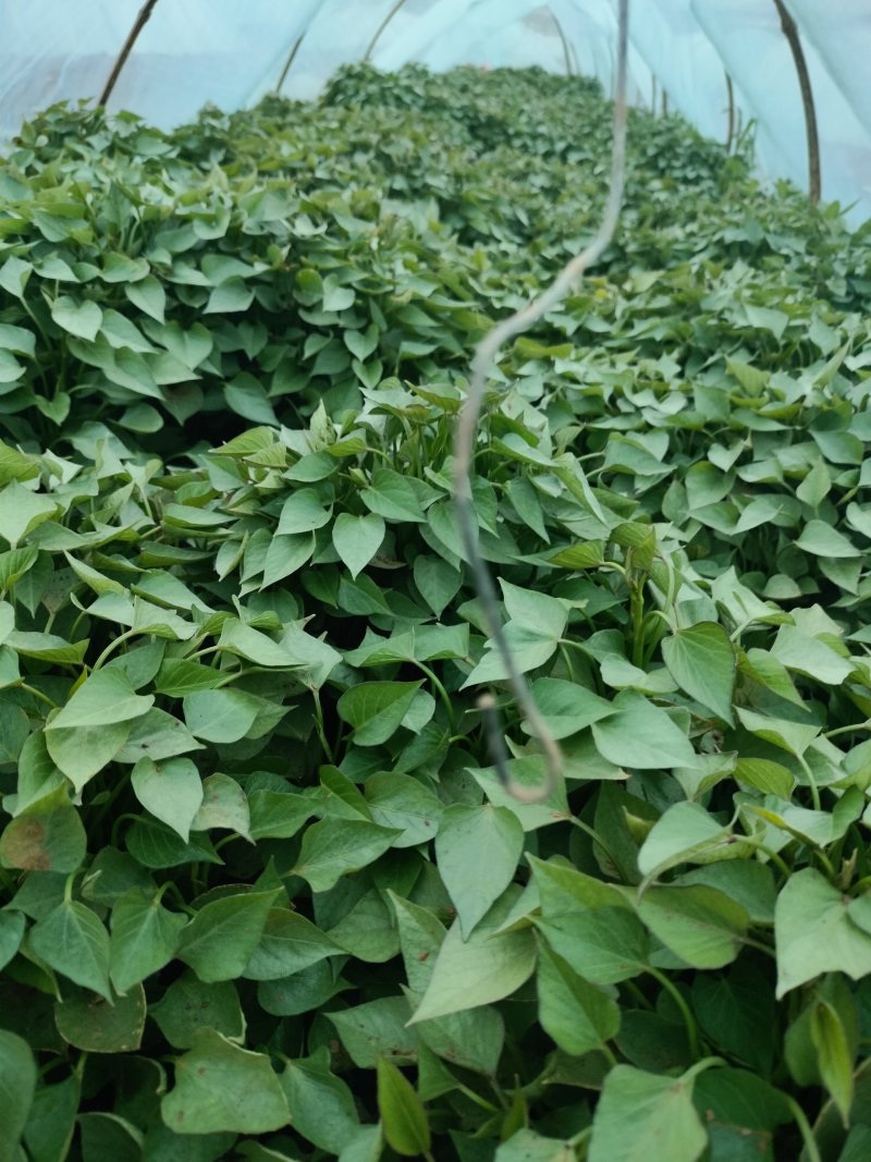 553.红瑶板栗薯济薯26商薯19