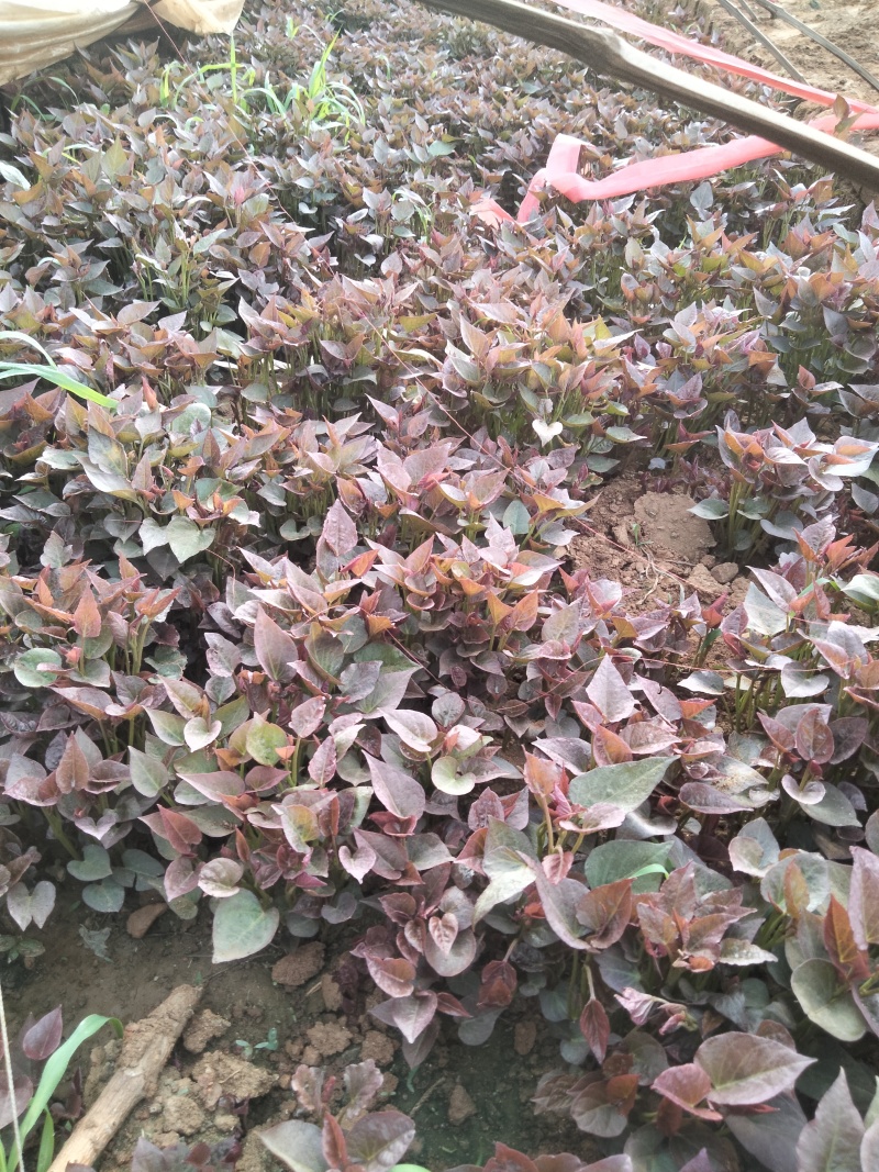 553.红瑶板栗薯济薯26商薯19