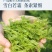 茶马名珠特级芽尖莓茶