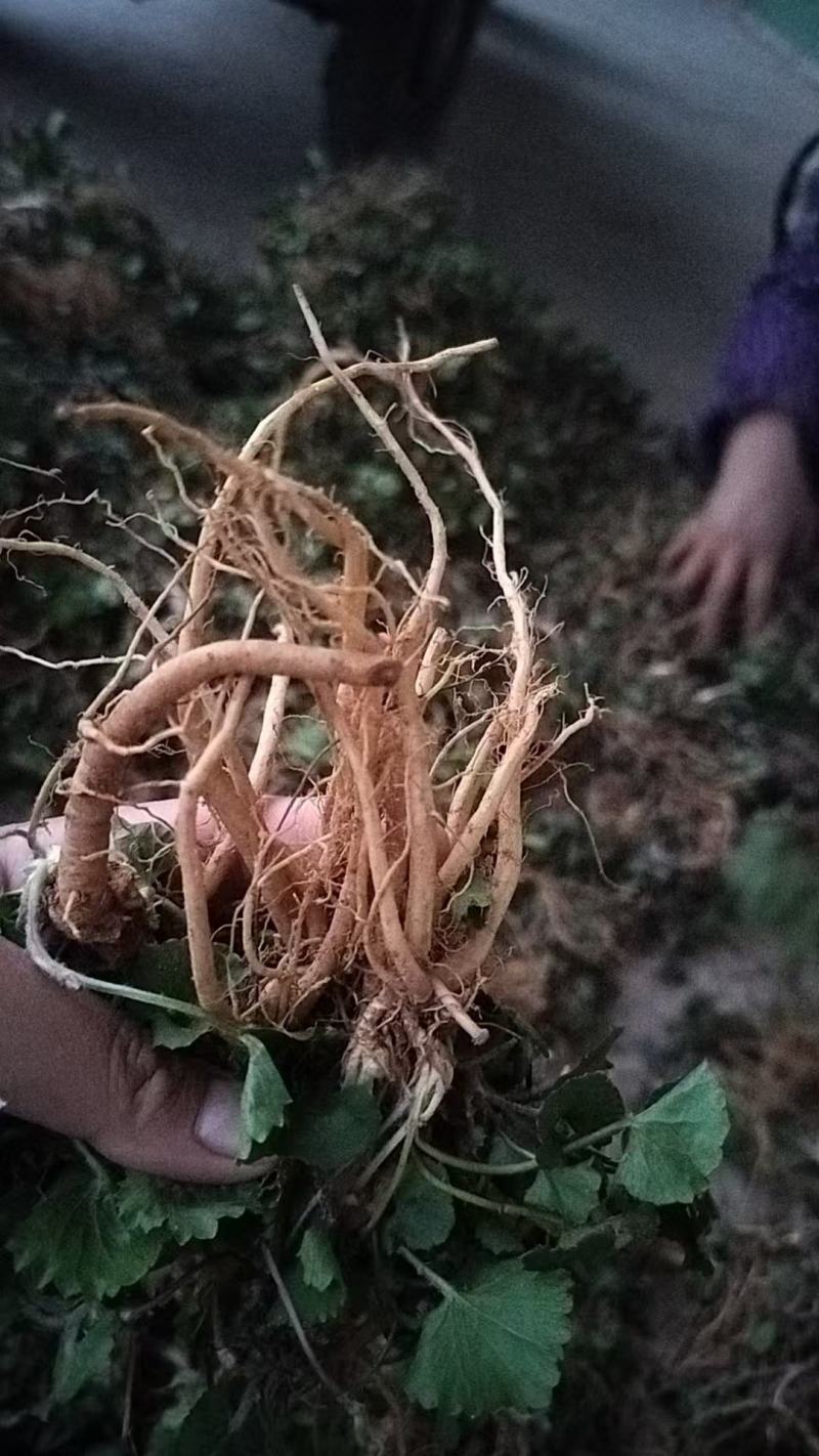 积雪草根部，晒干