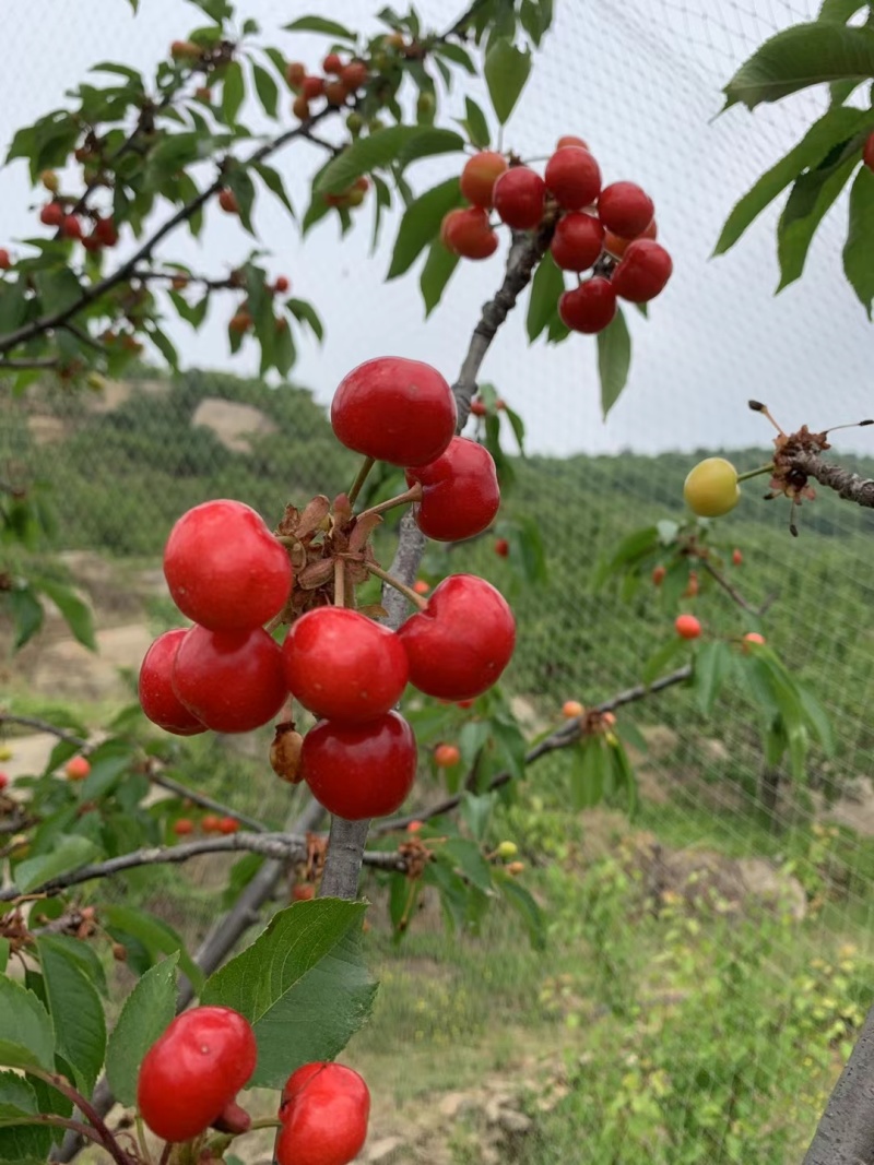 红灯樱桃山东基地直供新鲜采摘承接市场~商超~电商~团购
