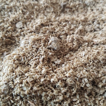 小麦豆粕发酵下脚料