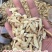 黄芪片地摊电商批发产地货源手工挑选无熏硫黄芪干片干黄芪