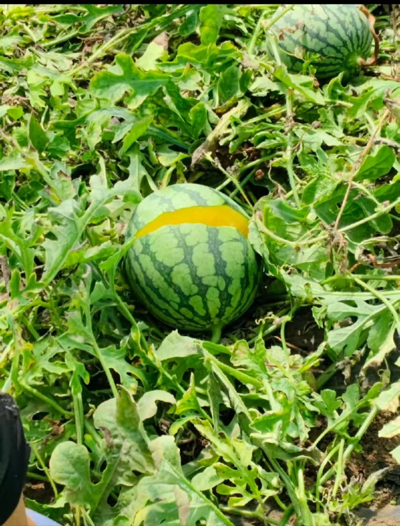 沭阳特小凤西瓜冰淇淋小凤西瓜