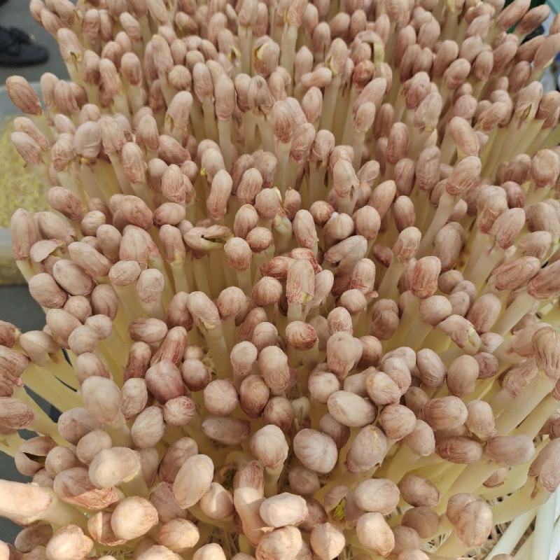 精品水培花生芽（无纤维）