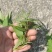 青钱柳嫩芽茶（现采现制，需预定）100斤起售