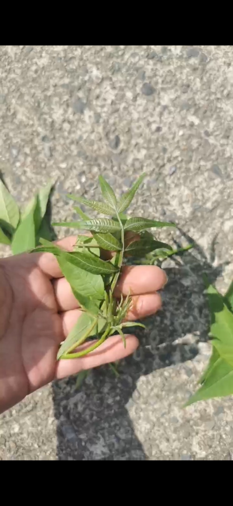 青钱柳嫩芽茶（现采现制，需预定）100斤起售