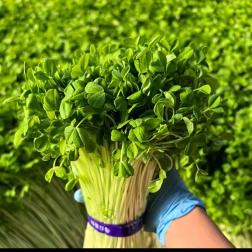 大叶豌豆苗